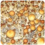 Псилоцибиновые (галлюциногенные)  грибы Psilocybin "Golden Teacher" в Урене