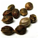 Семена марихуаны АК-47  (Seeds AK-47) в Урене